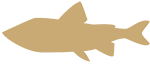 fish icon