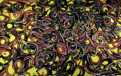 Aas